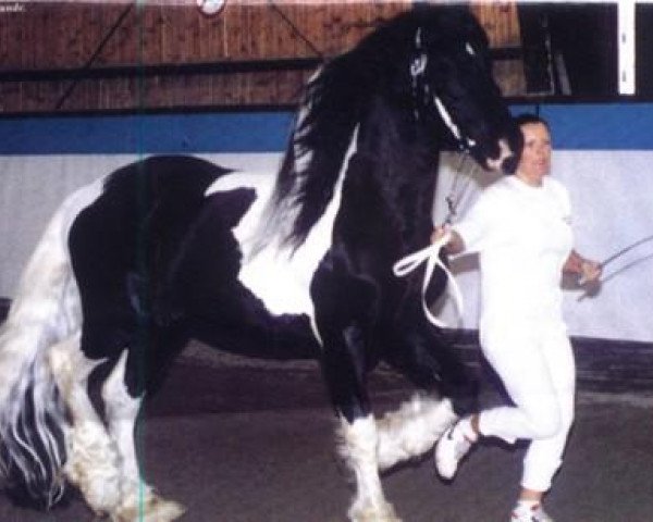 stallion Majestic Shetan (Pinto, 1997)