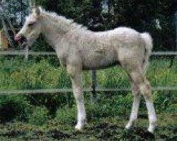 Dressurpferd Monte Miro (Deutsches Reitpony, 2004, von Monte Christo)