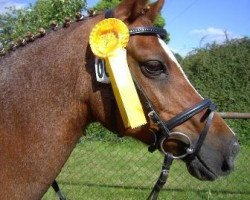 broodmare Samanta (German Riding Pony, 1994, from Gitano)