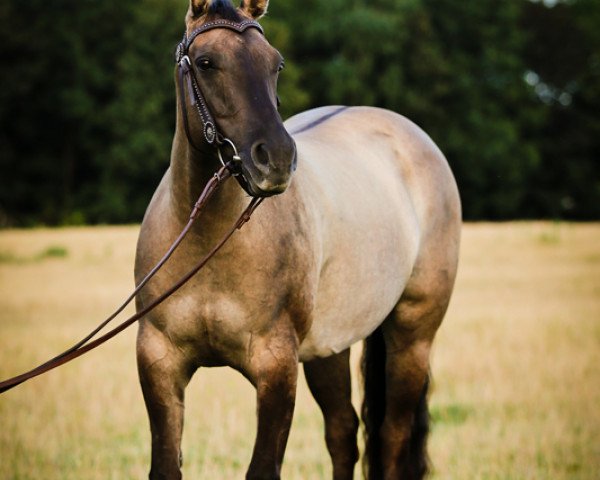 horse Miss Lilly Raffles (Quarter Horse,  , from Colonel Raffles)