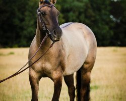 Pferd Miss Lilly Raffles (Quarter Horse,  , von Colonel Raffles)