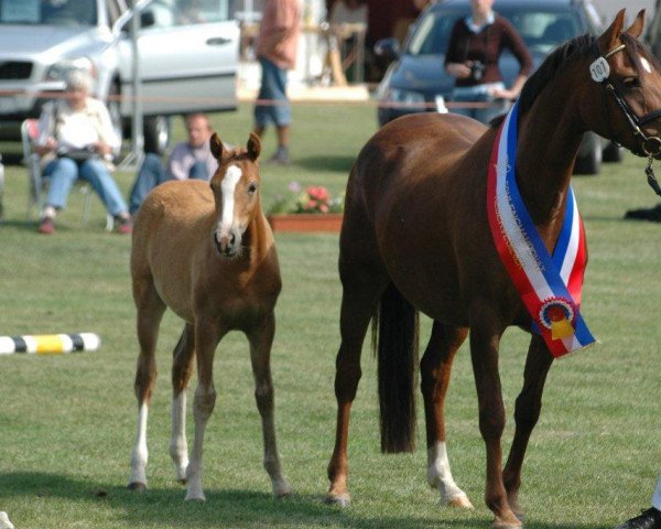 broodmare A-Koko Chanel (German Riding Pony, 2002, from Contus)