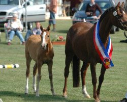 broodmare A-Koko Chanel (German Riding Pony, 2002, from Contus)