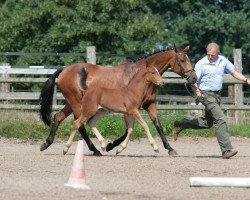 broodmare Clara (Holsteiner, 1992, from Coriall 2)