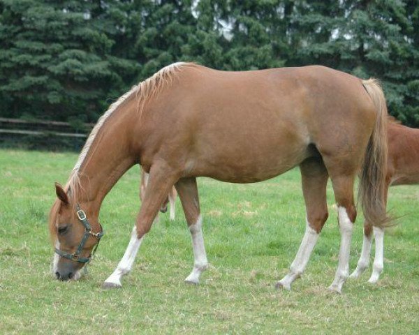 Zuchtstute Lady II (Deutsches Reitpony, 2001, von Durello)