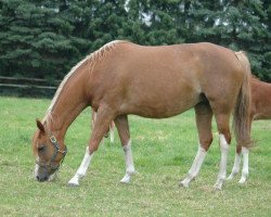 broodmare Lady II (German Riding Pony, 2001, from Durello)