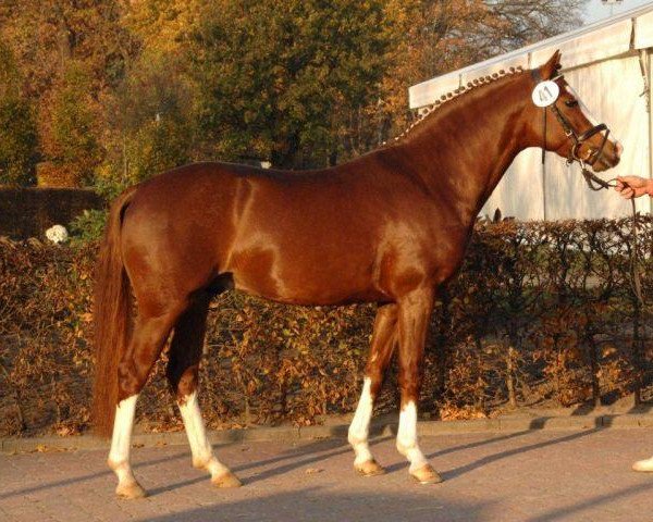 stallion Venustas Crazy Boy (German Riding Pony, 2008, from Cyriac WE)