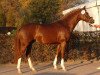 stallion Venustas Crazy Boy (German Riding Pony, 2008, from Cyriac WE)