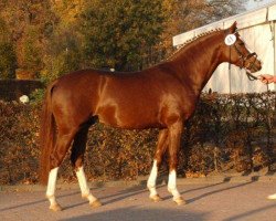 Dressurpferd Venustas Crazy Boy (Deutsches Reitpony, 2008, von Cyriac WE)