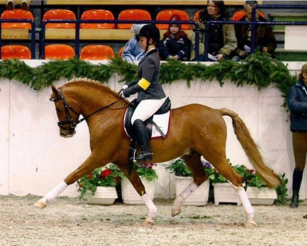 stallion Kronprinz 94 (German Riding Pony, 2003, from Kaiserstolz)