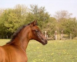 Springpferd Söl'rings Dr.Schiwago (Pinto/Kleines Reitpferd, 2007, von Dr Doolittle 45)