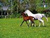 broodmare Caroline (Pinto / Small Riding Horse, 1993, from Sando Paso N)