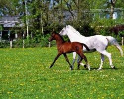 Zuchtstute Caroline (Pinto/Kleines Reitpferd, 1993, von Sando Paso N)