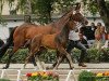 dressage horse Botschafter 2 (Trakehner, 2009, from Impetus)