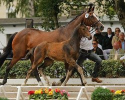 dressage horse Botschafter 2 (Trakehner, 2009, from Impetus)