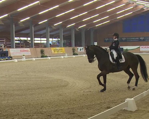 FEI Reitturnier Wiener Neustadt (AUT) 2019