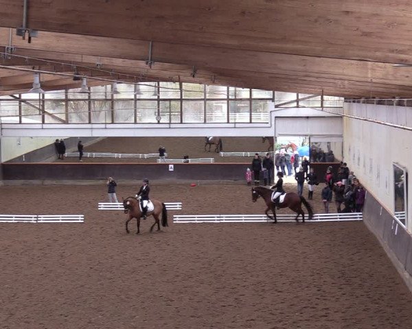 Reitturnier Dallgow 2019