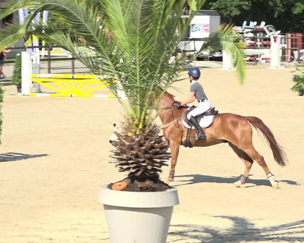 Reitturnier Bättwil 2019