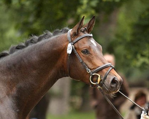 dressage horse Private Dancer (Trakehner, 2008, from Cadeau)