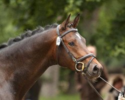 dressage horse Private Dancer (Trakehner, 2008, from Cadeau)