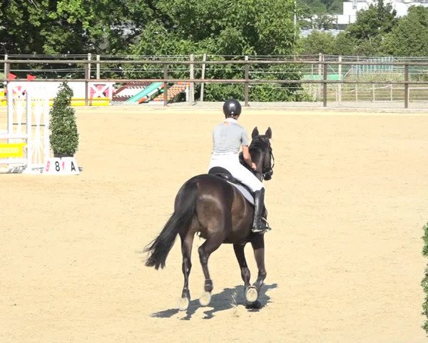 Reitturnier Bättwil 2019