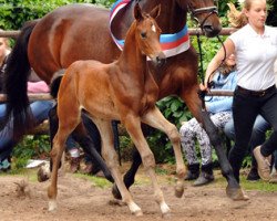 dressage horse High Dream (Trakehner, 2015, from Saint Cyr)