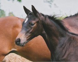 dressage horse Paradeprinz III (Trakehner, 2007, from Cadeau)