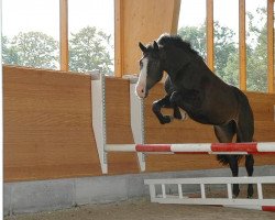 dressage horse Ladyhunter (Trakehner, 2007, from Herzensdieb)