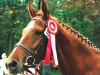 broodmare Alexa (Austrian Warmblood,  , from Latour)