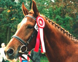 Zuchtstute Alexa (Österreichisches Warmblut,  , von Latour)