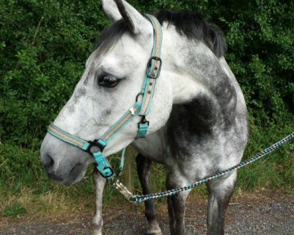 Dressurpferd Bibi (Deutsches Reitpony, 2005, von Out-Break)