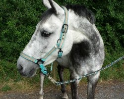 dressage horse Bibi (German Riding Pony, 2005, from Out-Break)