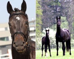 broodmare Rhapsodie (Austrian Warmblood,  , from Radjah Z)