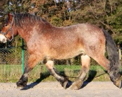 horse Eragon (Rhenish-German Cold-Blood, 2007, from Egmont)