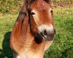 horse Puschel (Rheinisch-Deutsches Kaltblut, 2013, from Nathan)