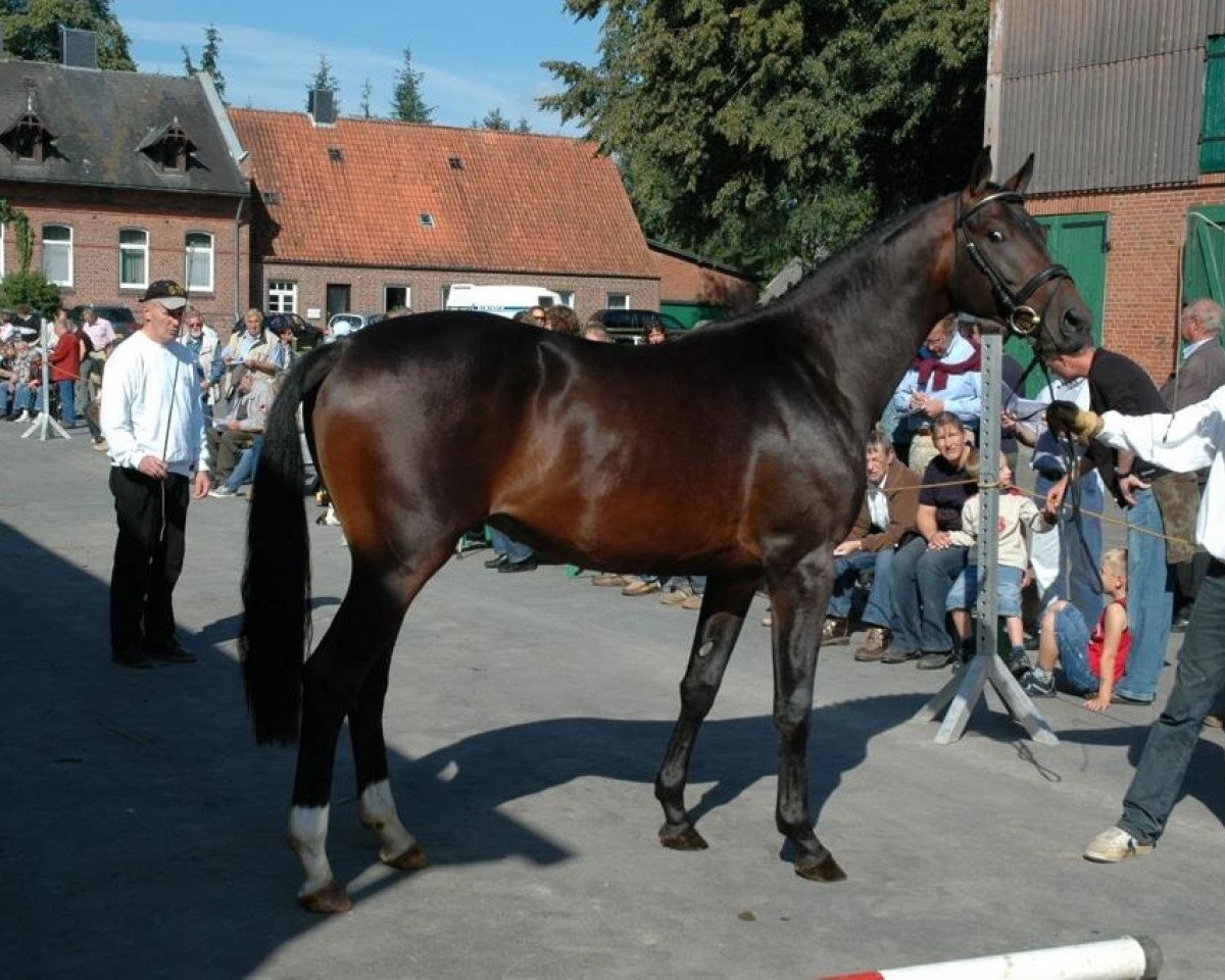 dressage horse Fabelino (Trakehner, 2005, from Gribaldi)