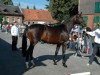 dressage horse Fabelino (Trakehner, 2005, from Gribaldi)