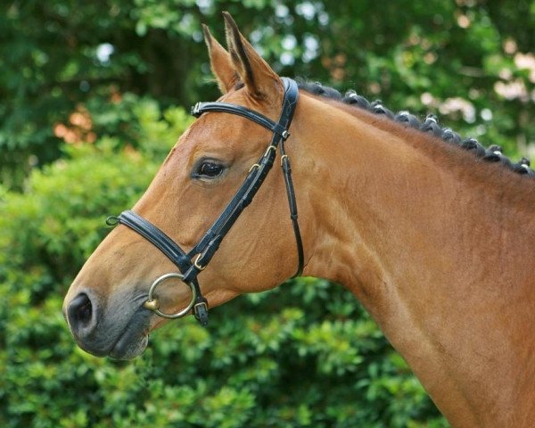 broodmare Princess VI (Trakehner, 2000, from Gribaldi)