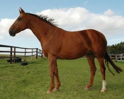 broodmare Bonny (Hanoverian, 1991, from Brentano II)