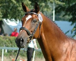 broodmare Fabelhafte (Trakehner, 1990, from Maizauber)