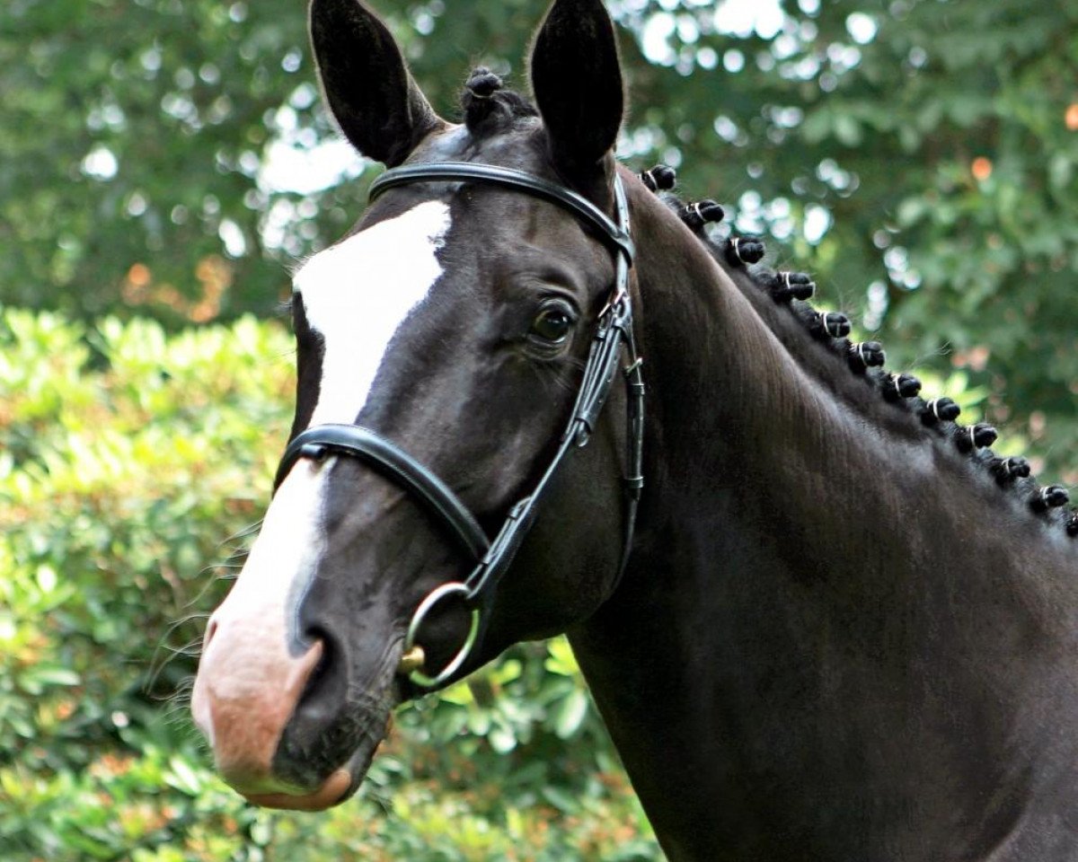 Zuchtstute La Grande (Trakehner, 2002, von Gribaldi)