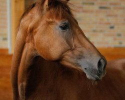 dressage horse Richard Löwenherz 17 (Hanoverian, 2009, from Retoucheur)