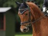 dressage horse Primus (Trakehner, 2006, from Kapriolan F)