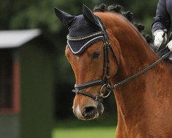 dressage horse Primus (Trakehner, 2006, from Kapriolan F)