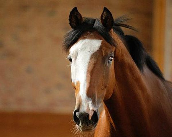 dressage horse Fabeltanz 3 (Trakehner, 2009, from Hirtentanz 2)