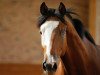 dressage horse Fabeltanz 3 (Trakehner, 2009, from Hirtentanz 2)