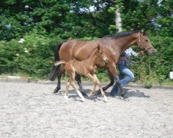 broodmare Flutlicht 3 (Hanoverian, 2013, from Fidertanz)