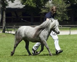 Zuchtstute Lillie (Shetland Pony, 2008, von Georg)