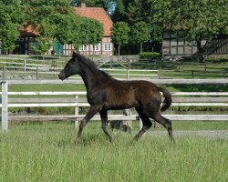 broodmare Düne (Oldenburg, 2013, from Damon Hill)