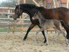 broodmare Pure Freude (Trakehner, 2012, from Shapiro 15)